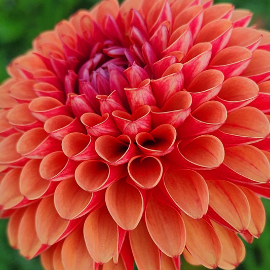Brown Sugar Dahlia Tuber Jamais Sans Mes Fleurs Canada