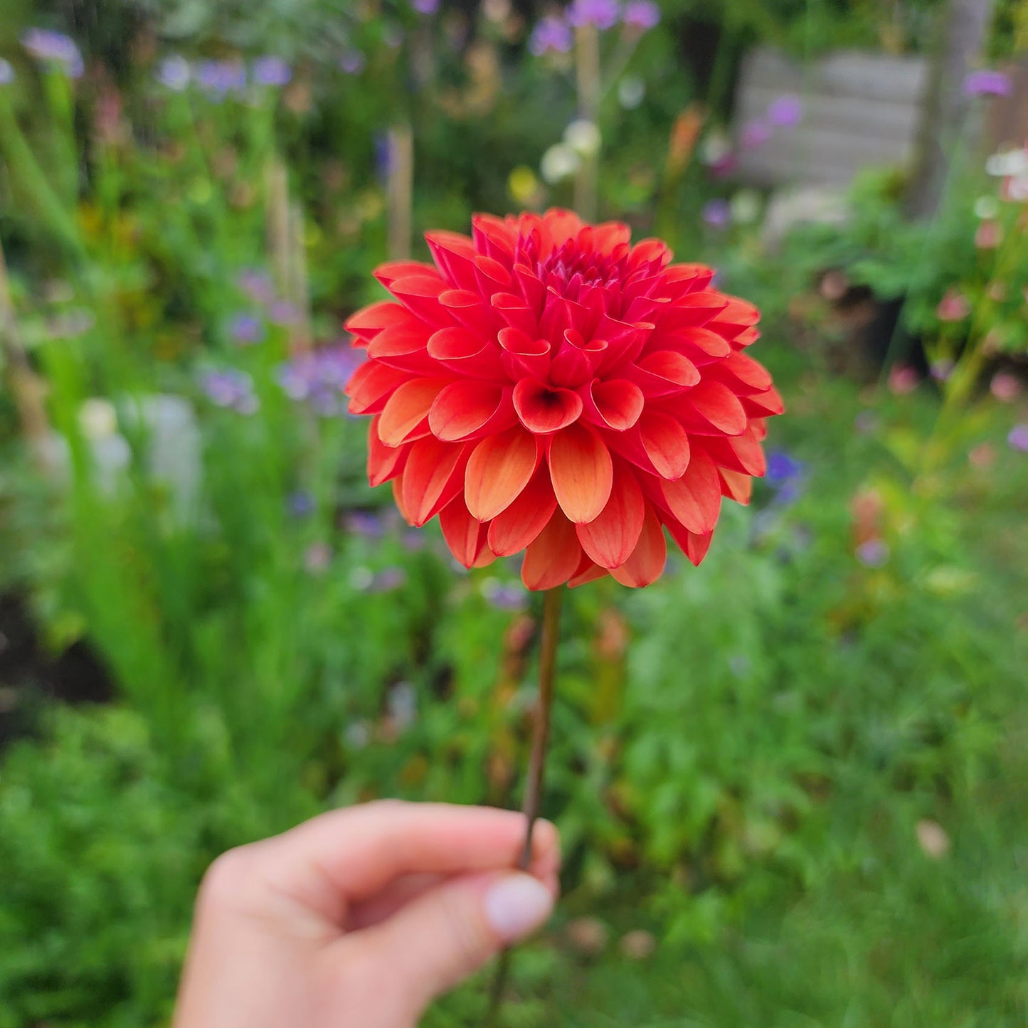 Dahlia Brown Sugar tubers Canada