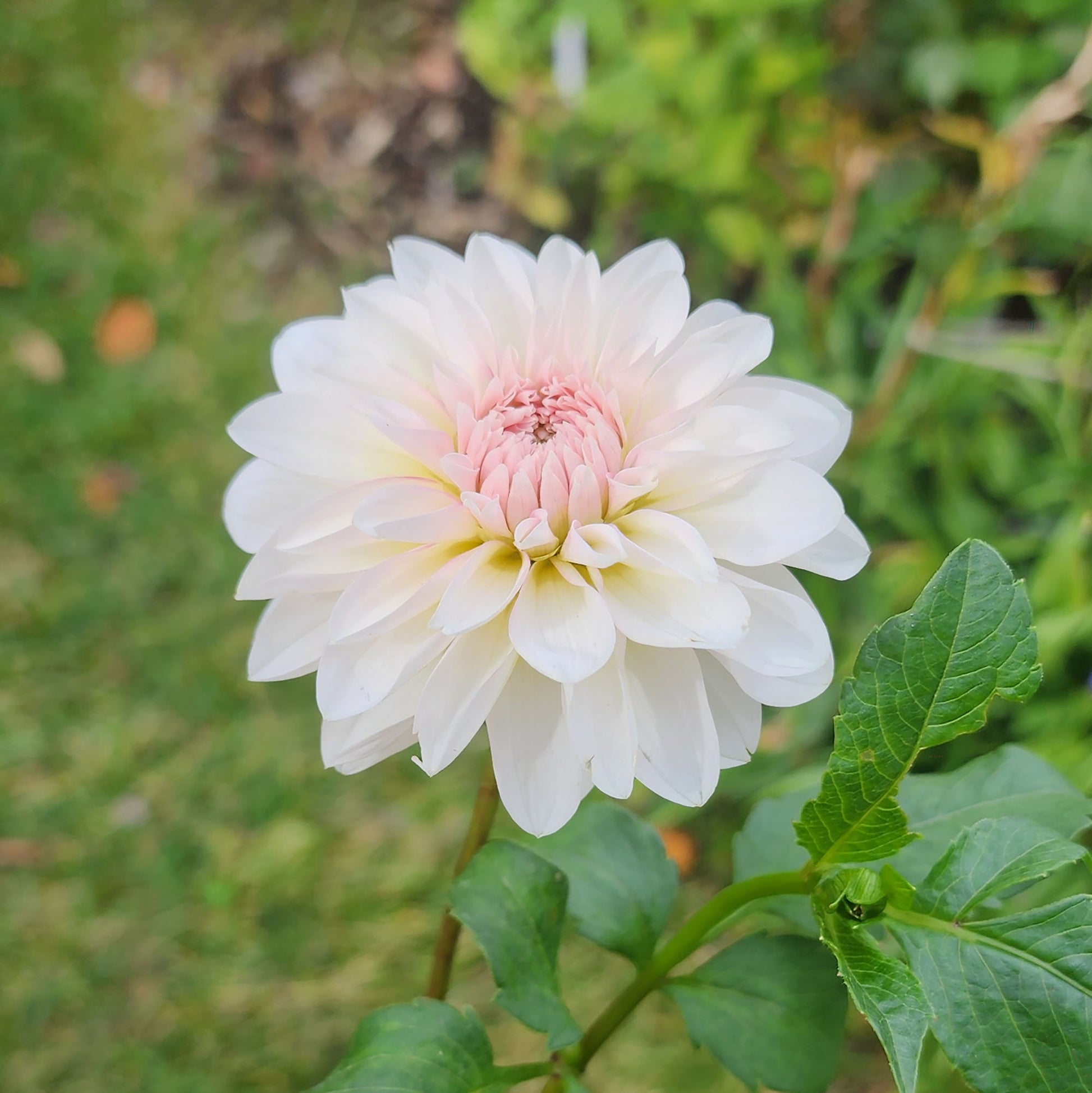 Budapest Blush dahlia tuber Canada