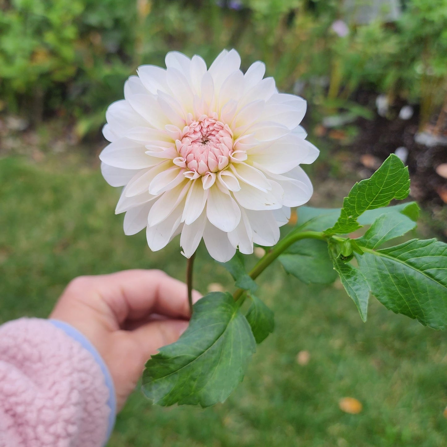Budapest blush dahlia tuber Canada Jamais sans mes fleurs
