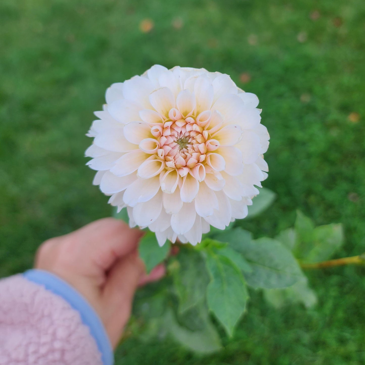 Dahlia Budapest Blush