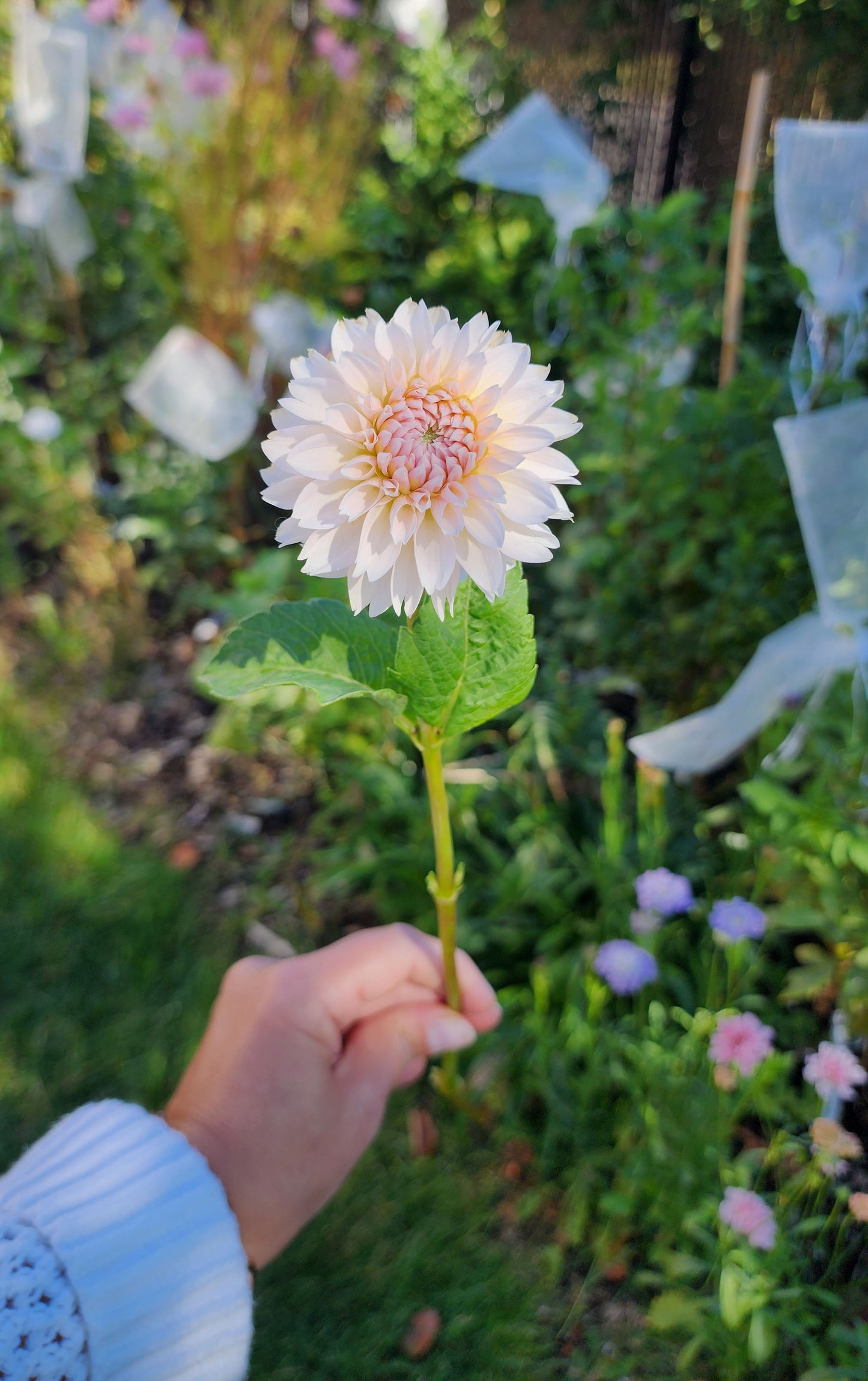 Dahlia Budapest Blush