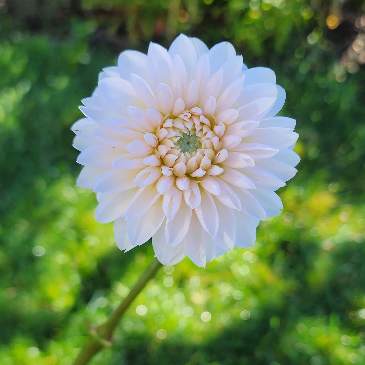 Dahlia Budapest Blush