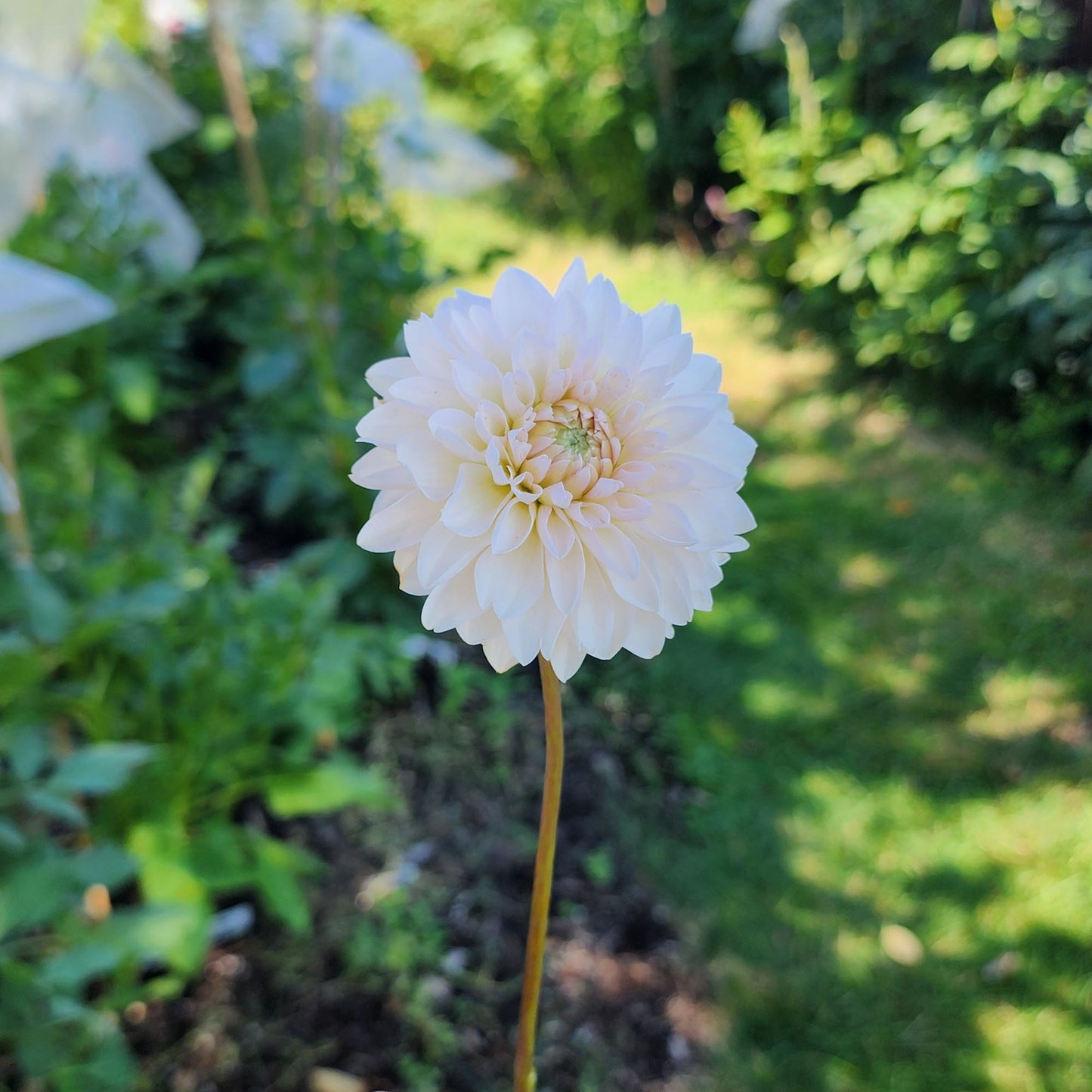 Dahlia Budapest Blush