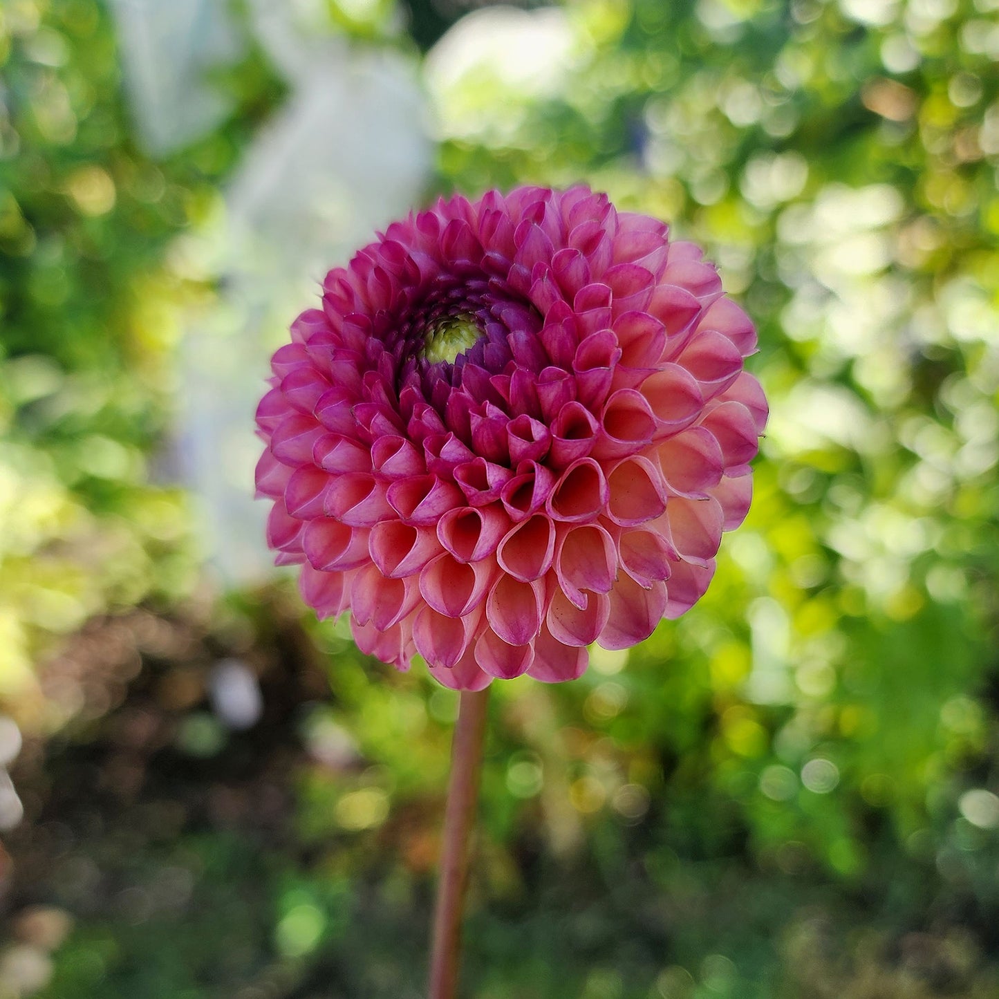 Dahlia Burlesca