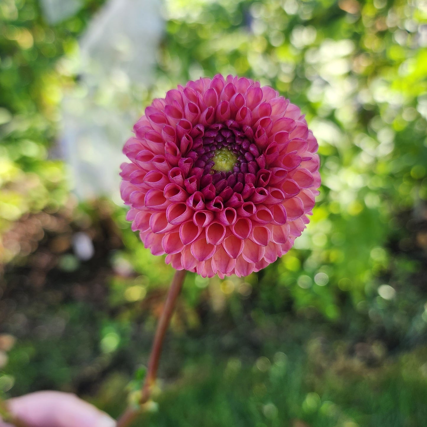 Dahlia Burlesca