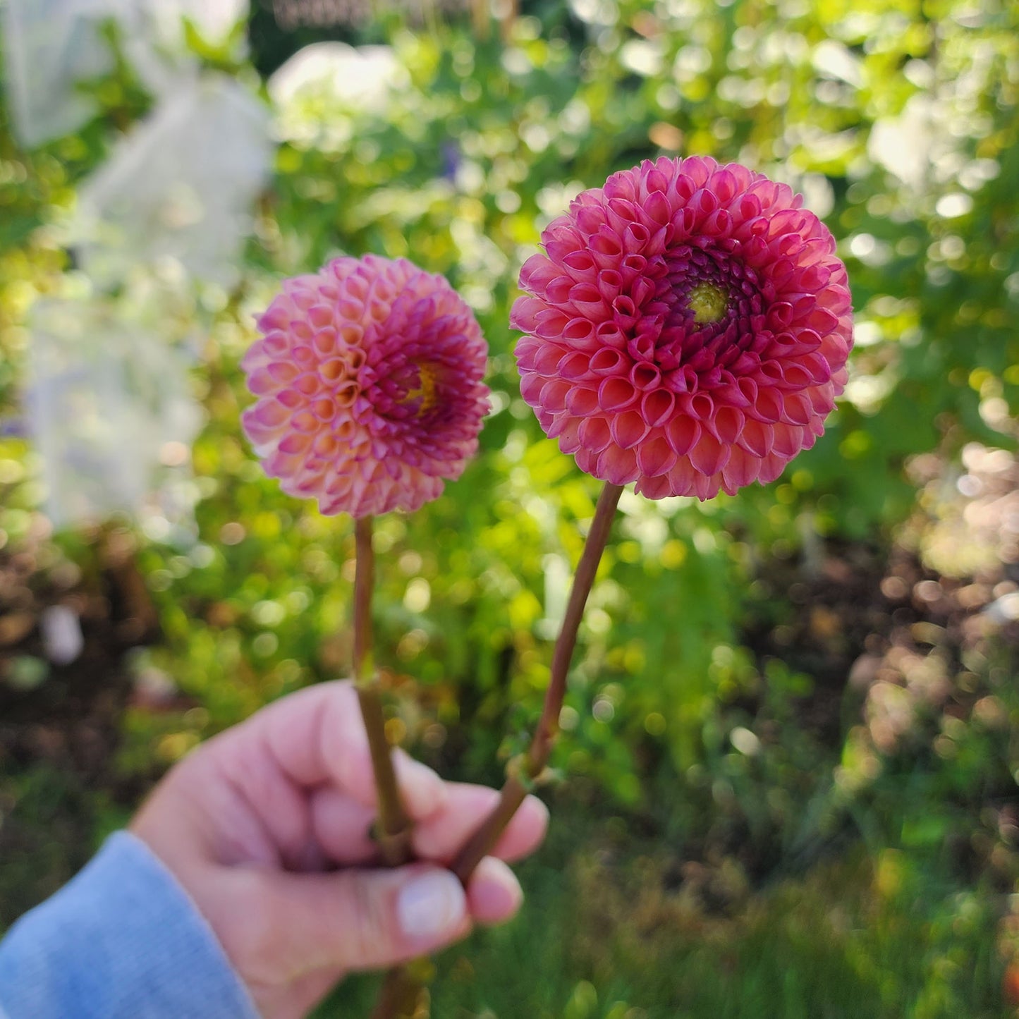Dahlia Burlesca