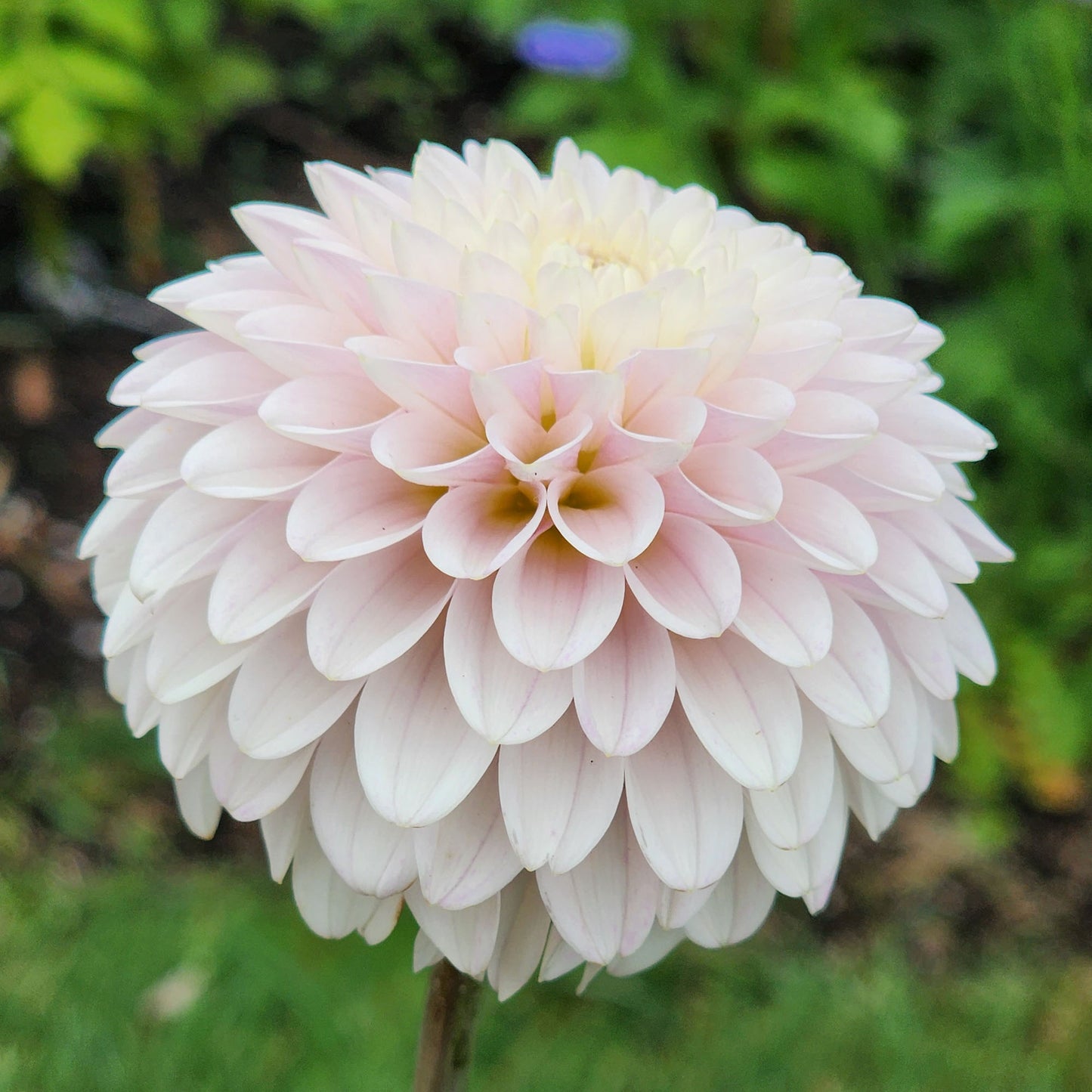 Dahlia CB Snowshadow