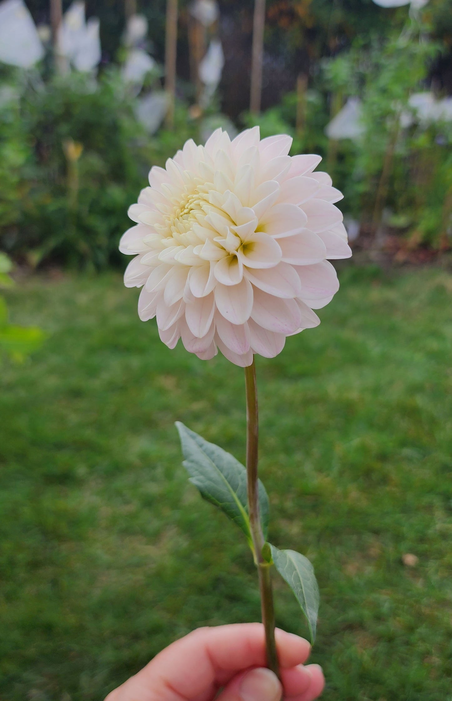 Dahlia CB Snowshadow