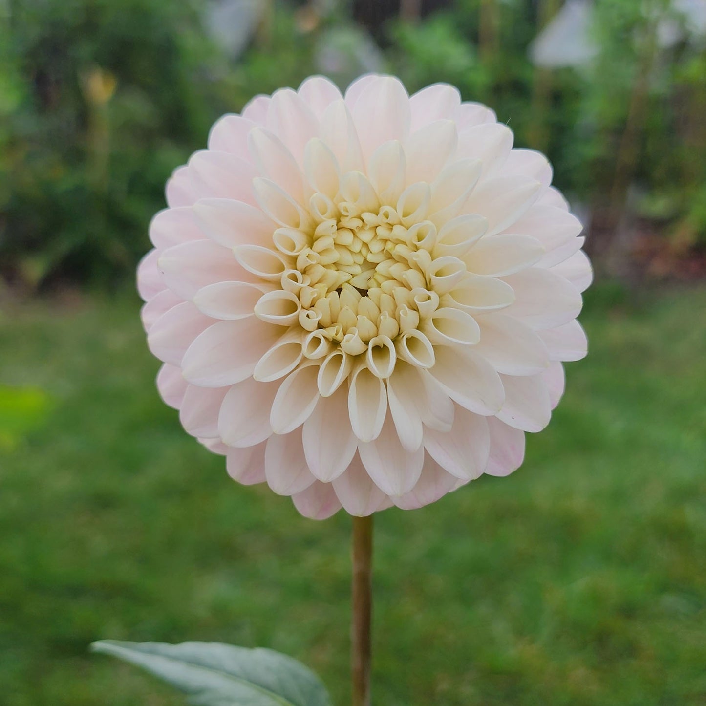 Dahlia CB Snowshadow