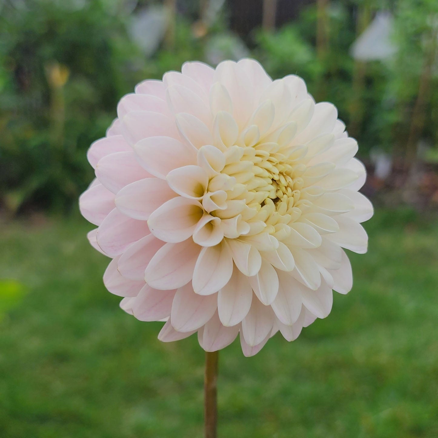 CB Snowshadow dahlia tuber Canada