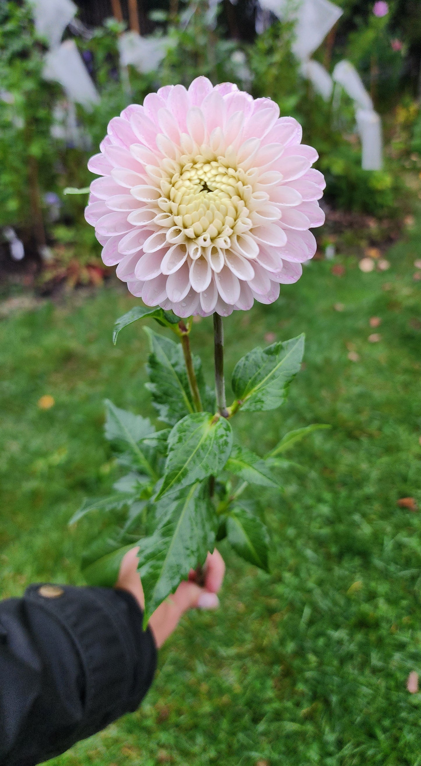 Dahlia CB Snowshadow