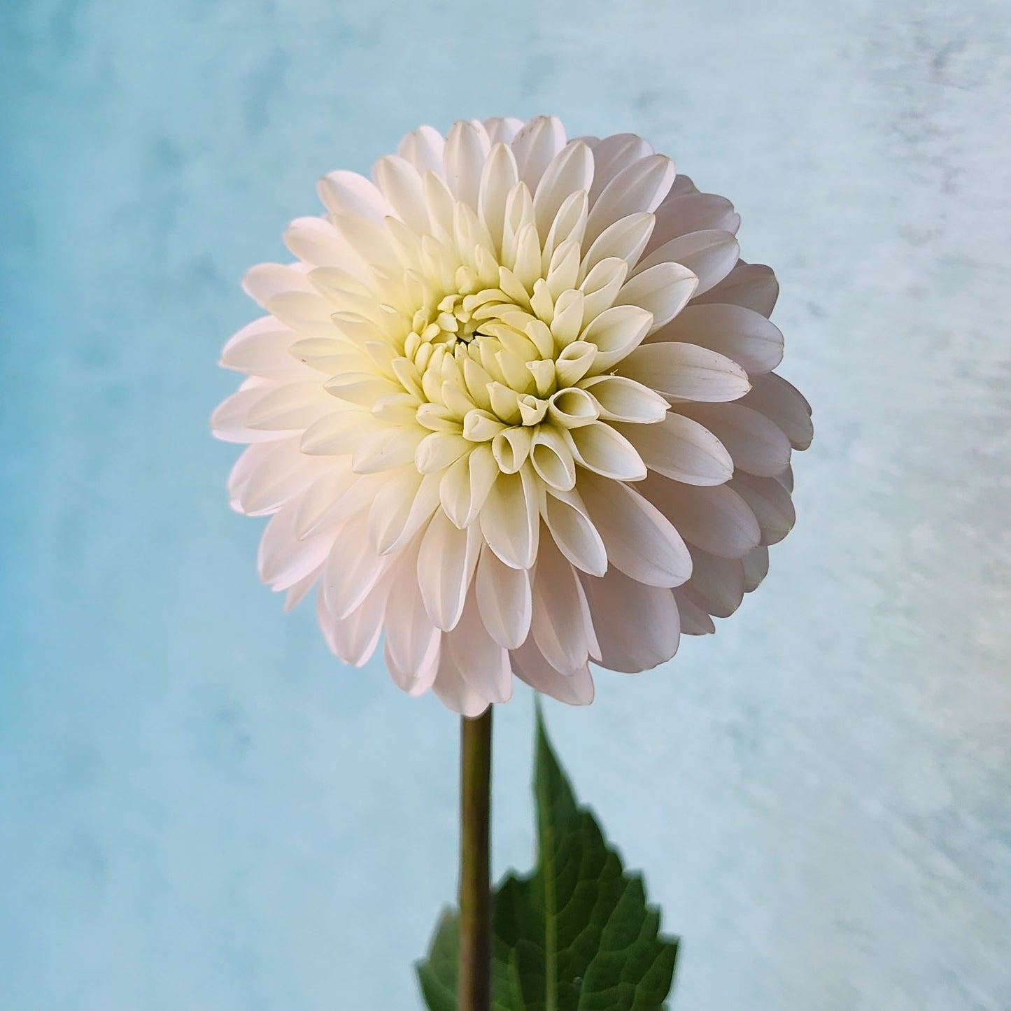 Dahlia CB Snowshadow