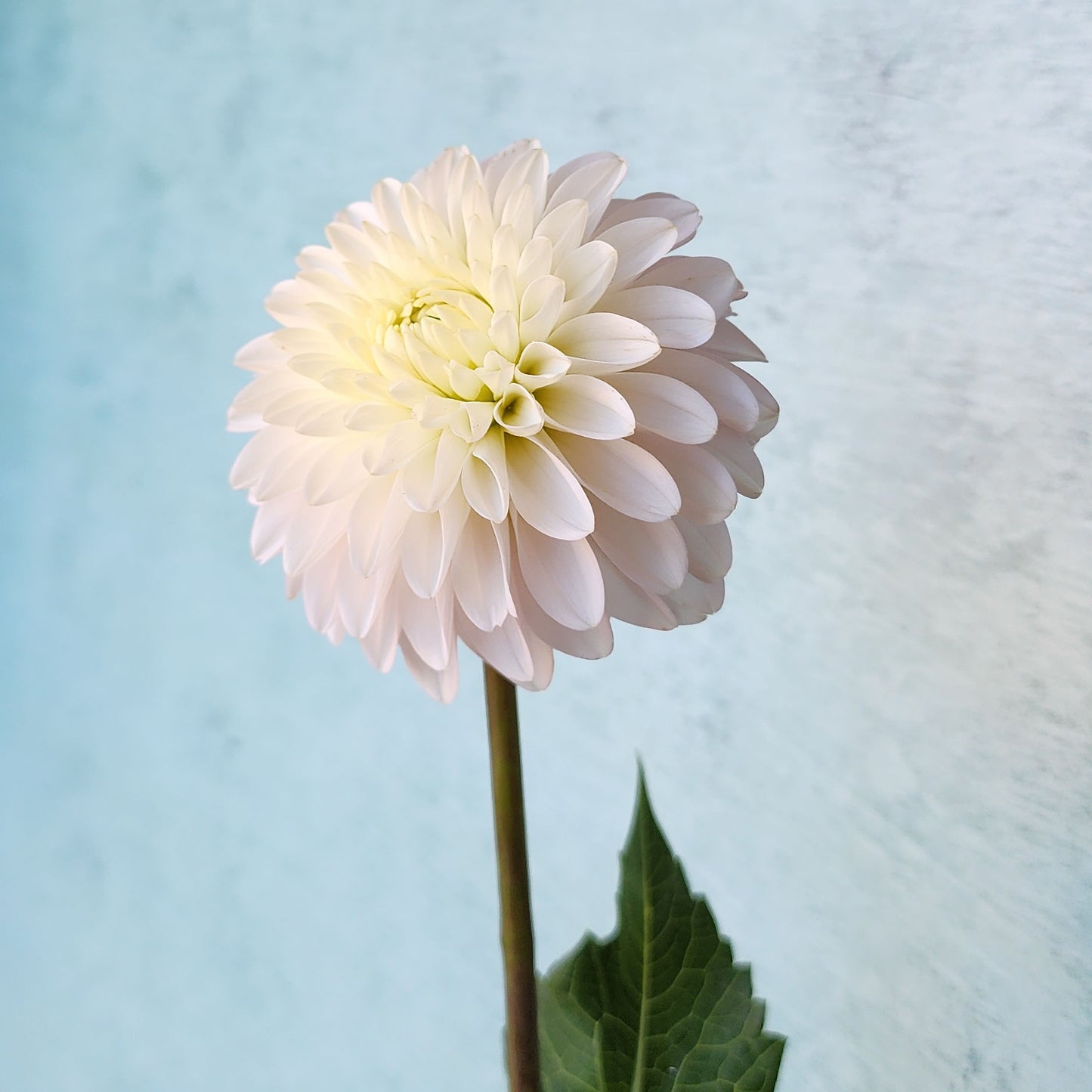 Dahlia CB Snowshadow