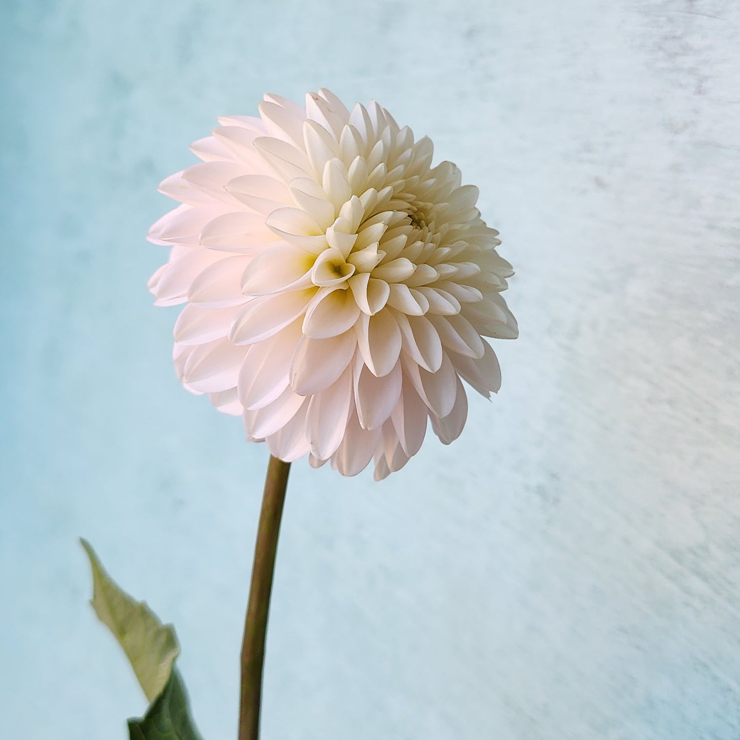 Dahlia CB Snowshadow