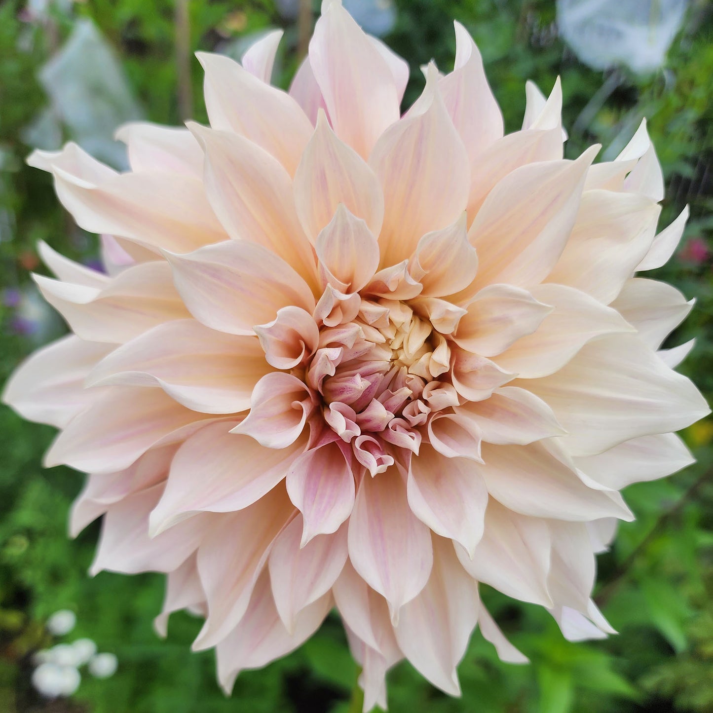 Dahlia Cafe au Lait (tuber)