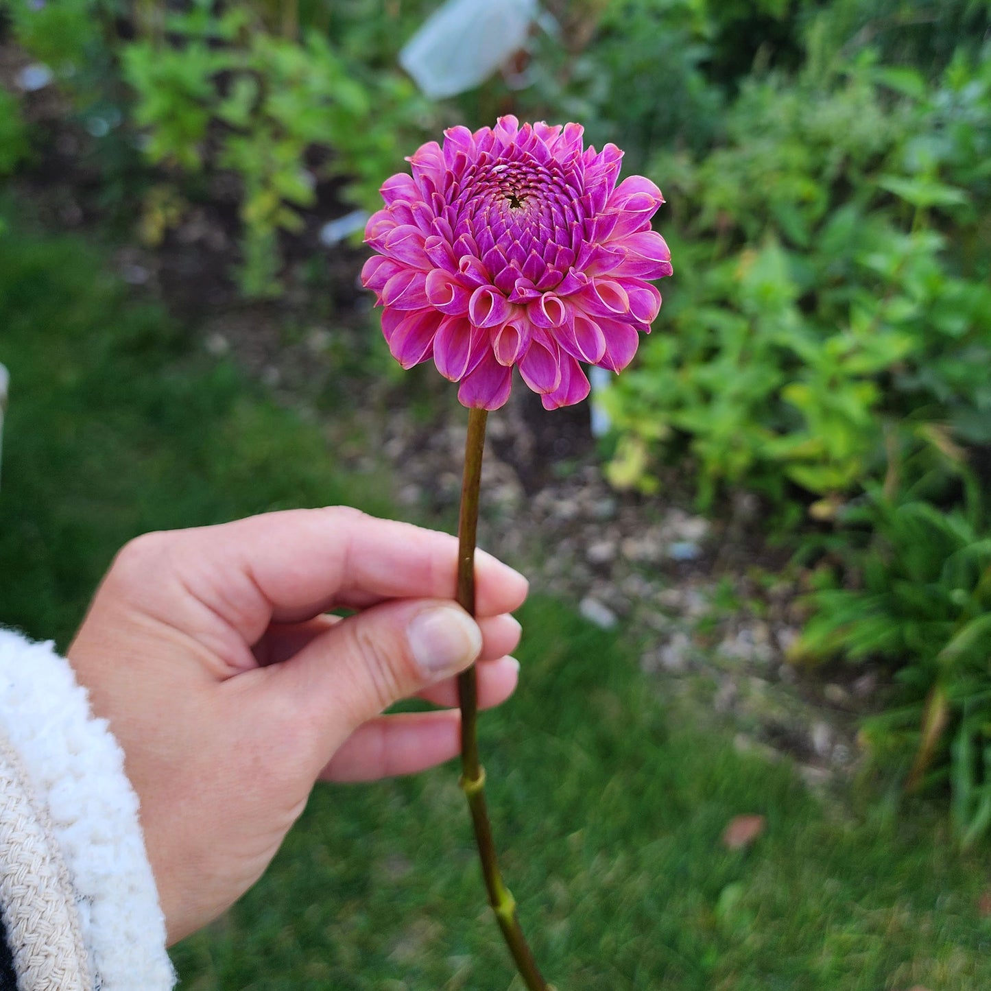 Dahlia Caitlyn's Joy
