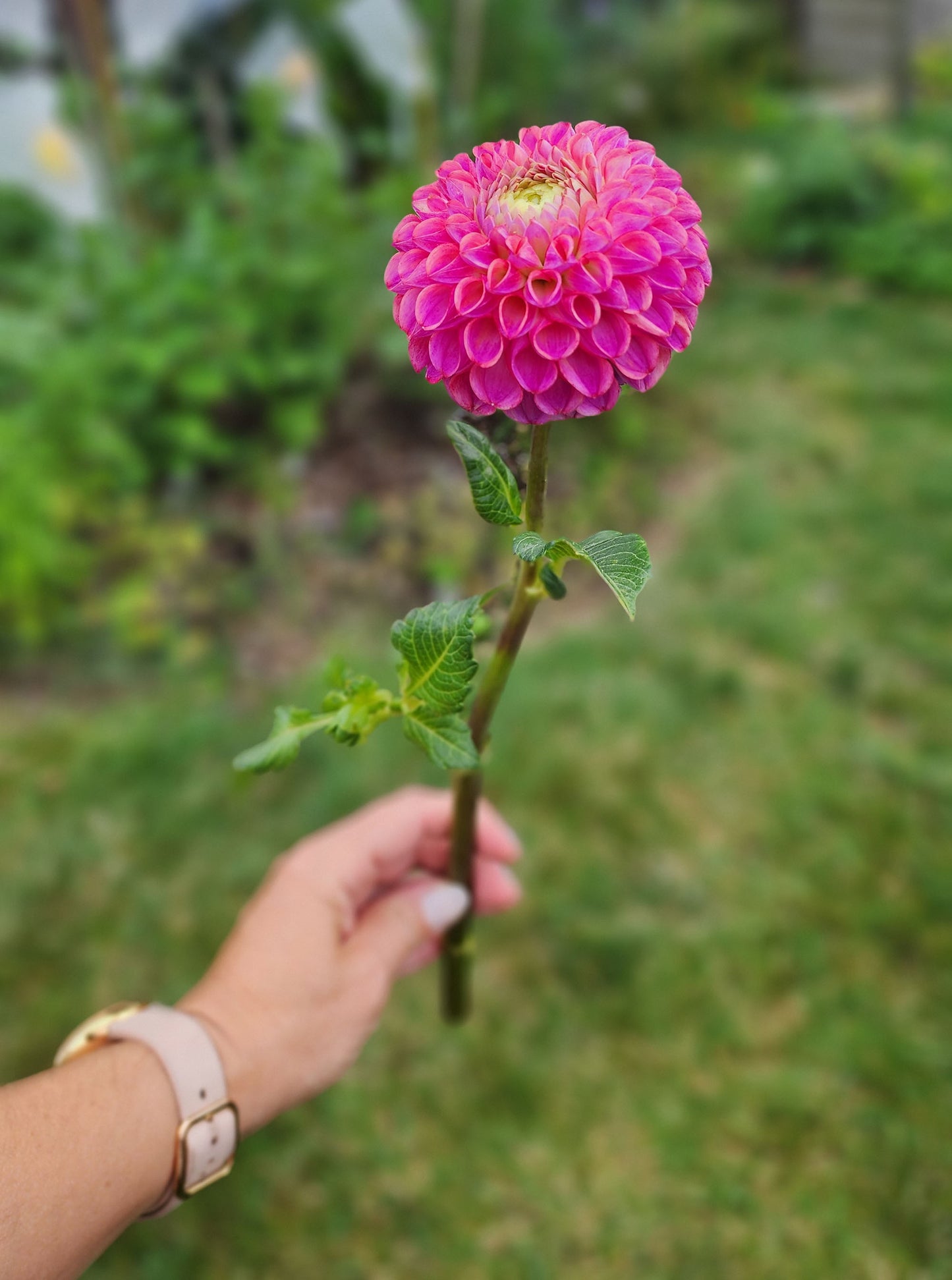 Dahlia Caitlyn's Joy