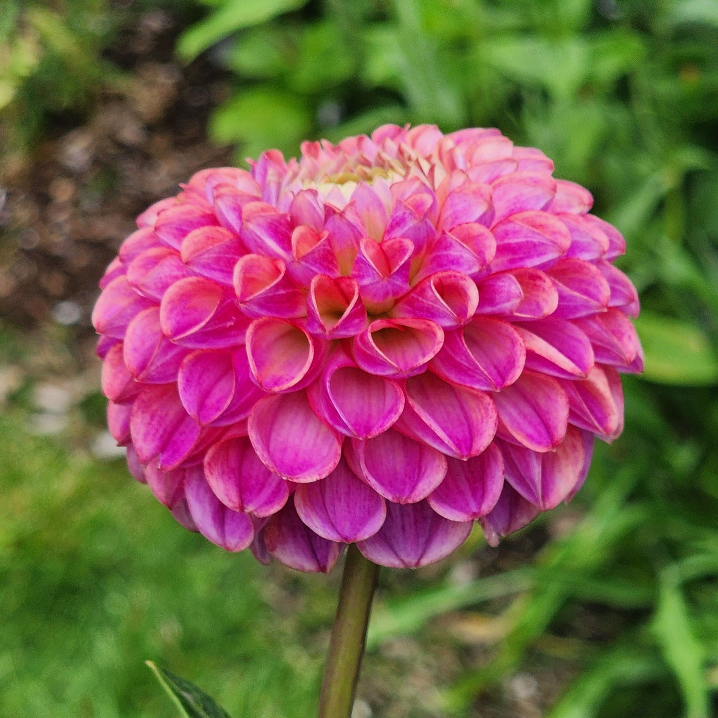 Dahlia Caitlyn's Joy