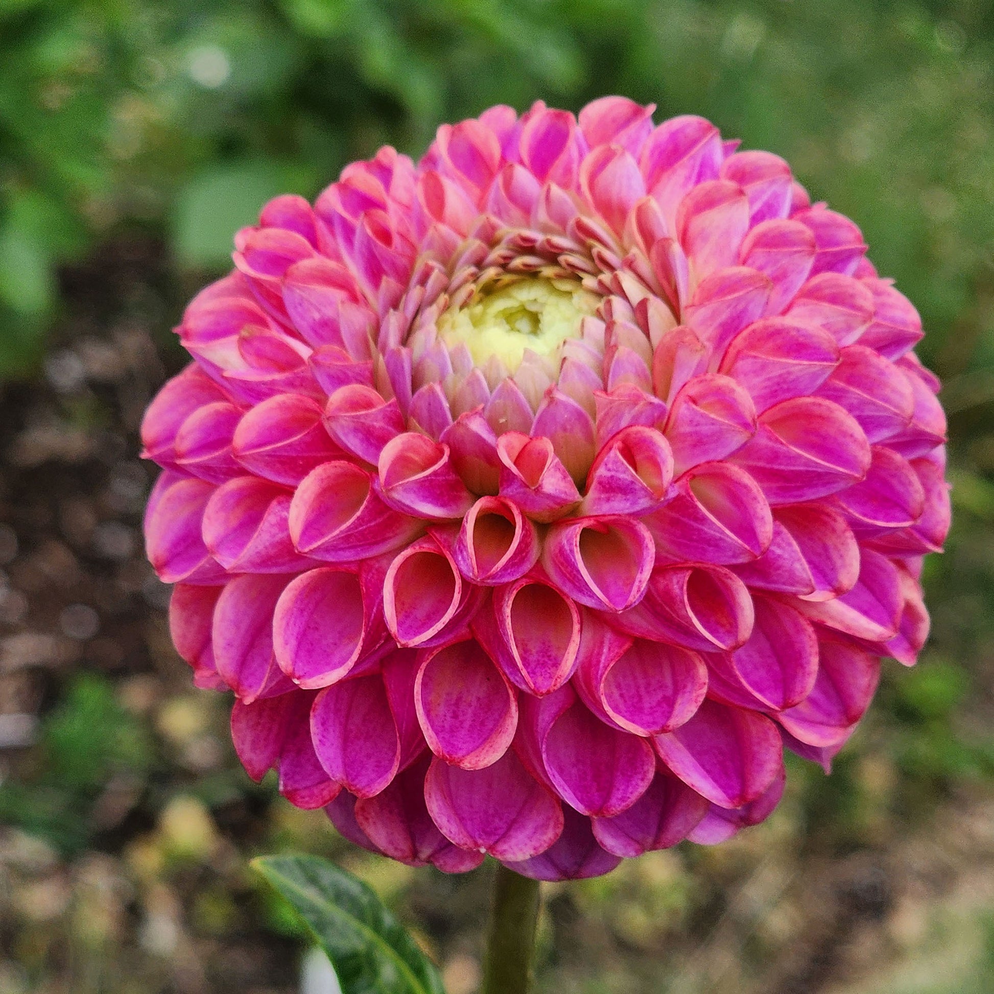 Caitlyn's Joy dahlia tuber Canada