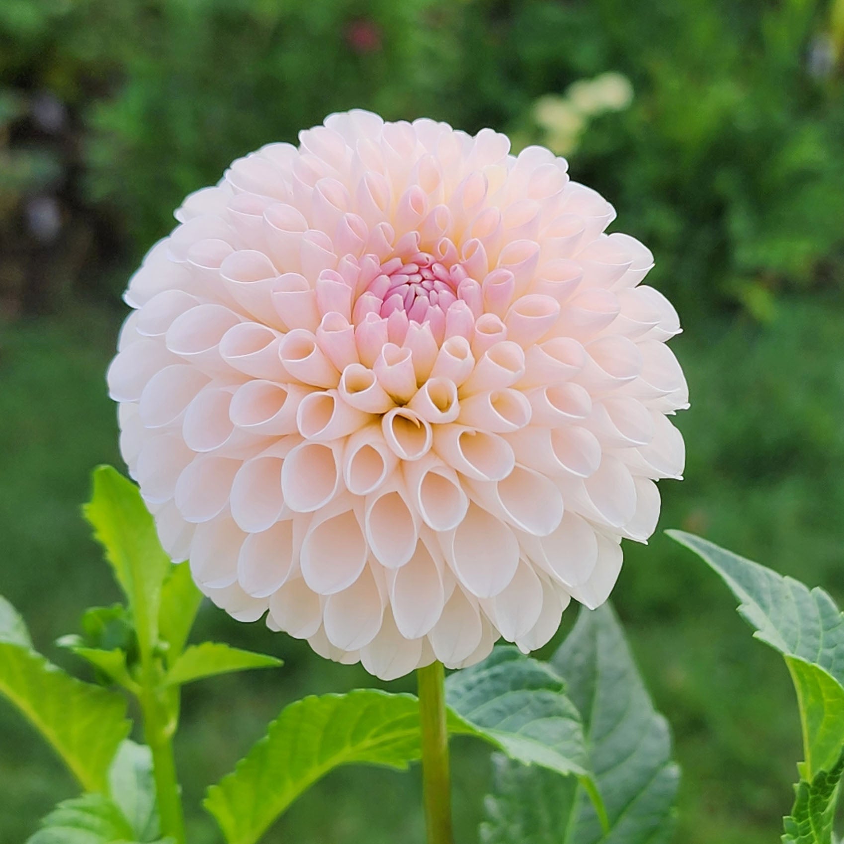 Camano Zoe dahlia tubers jamais Sans Mes Fleurs