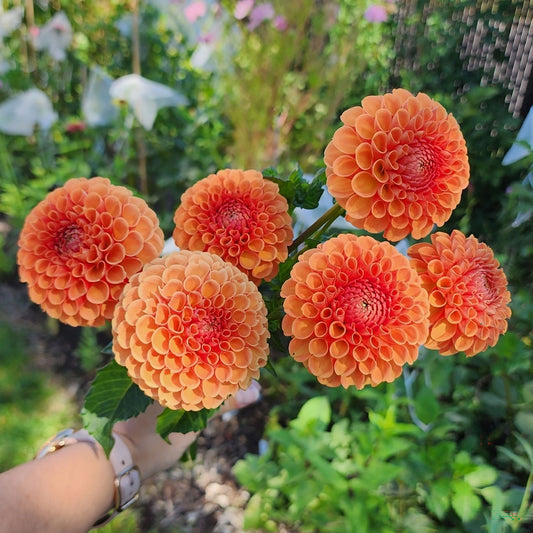 Dahlia Catalina?