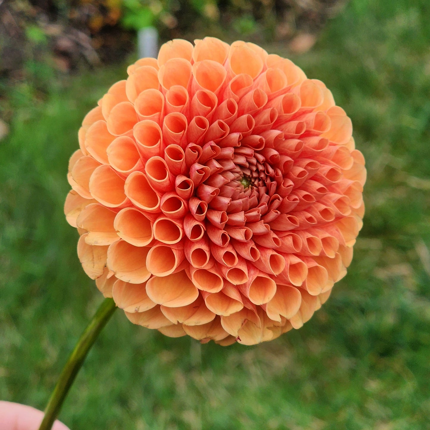 Dahlia Catalina?
