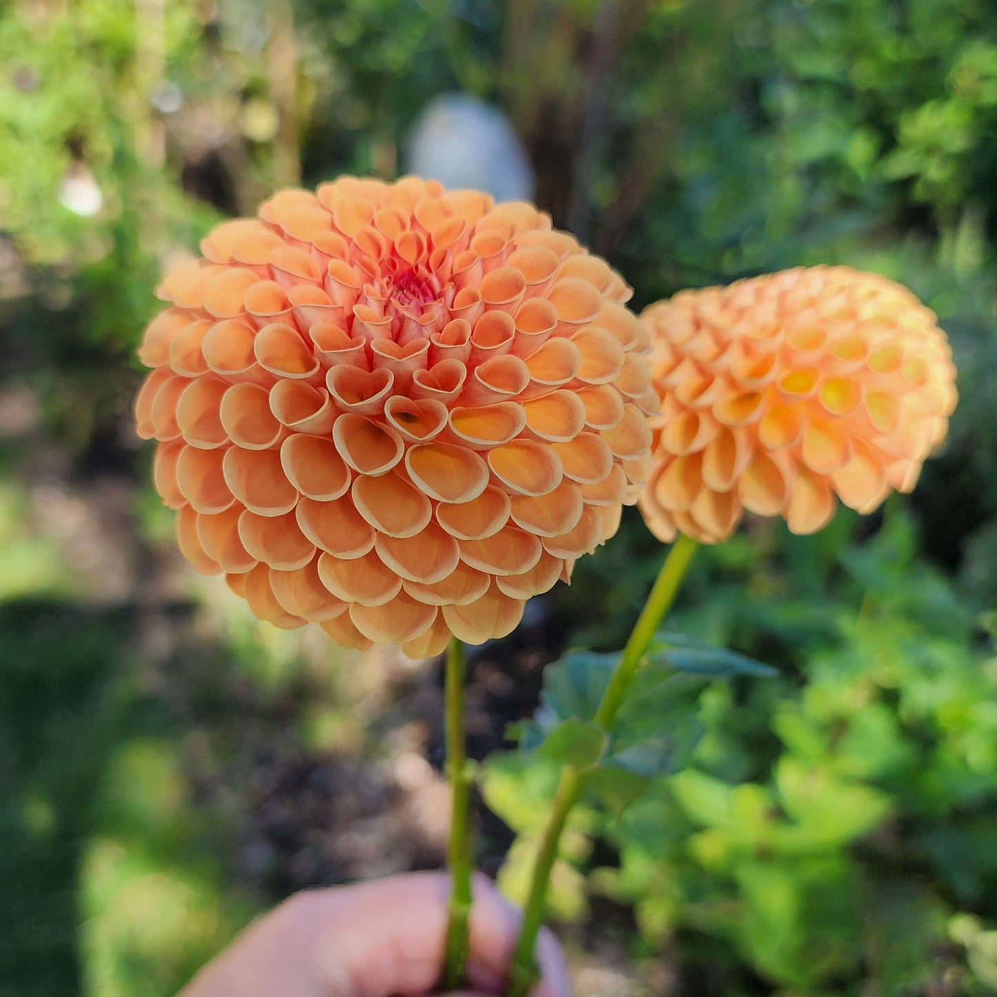 Dahlia Catalina?