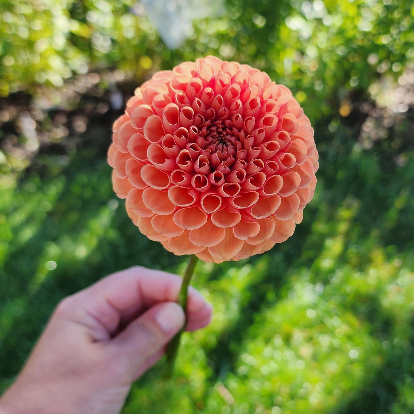 Dahlia Catalina?