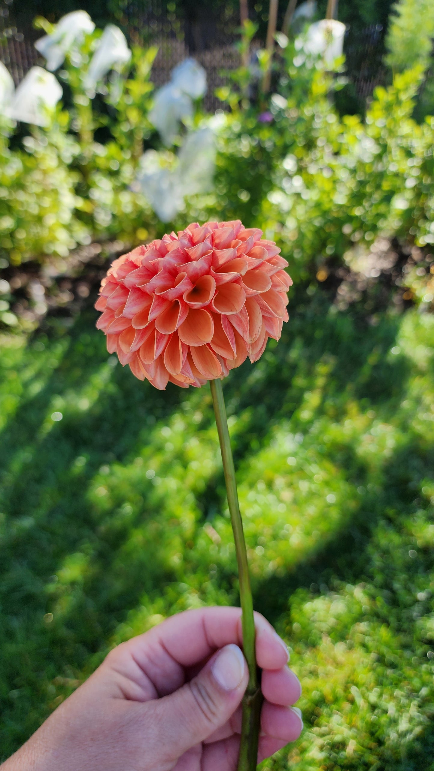 Dahlia Catalina?