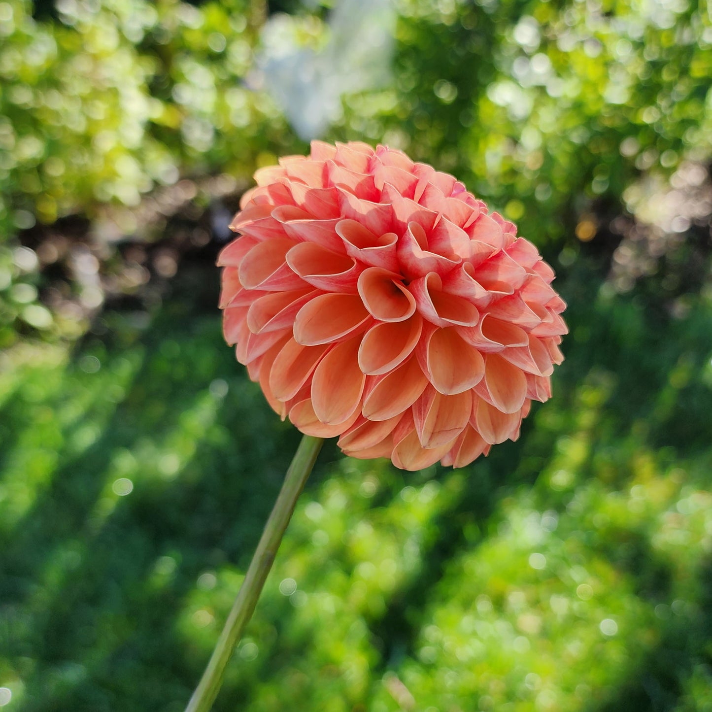 Dahlia Catalina?
