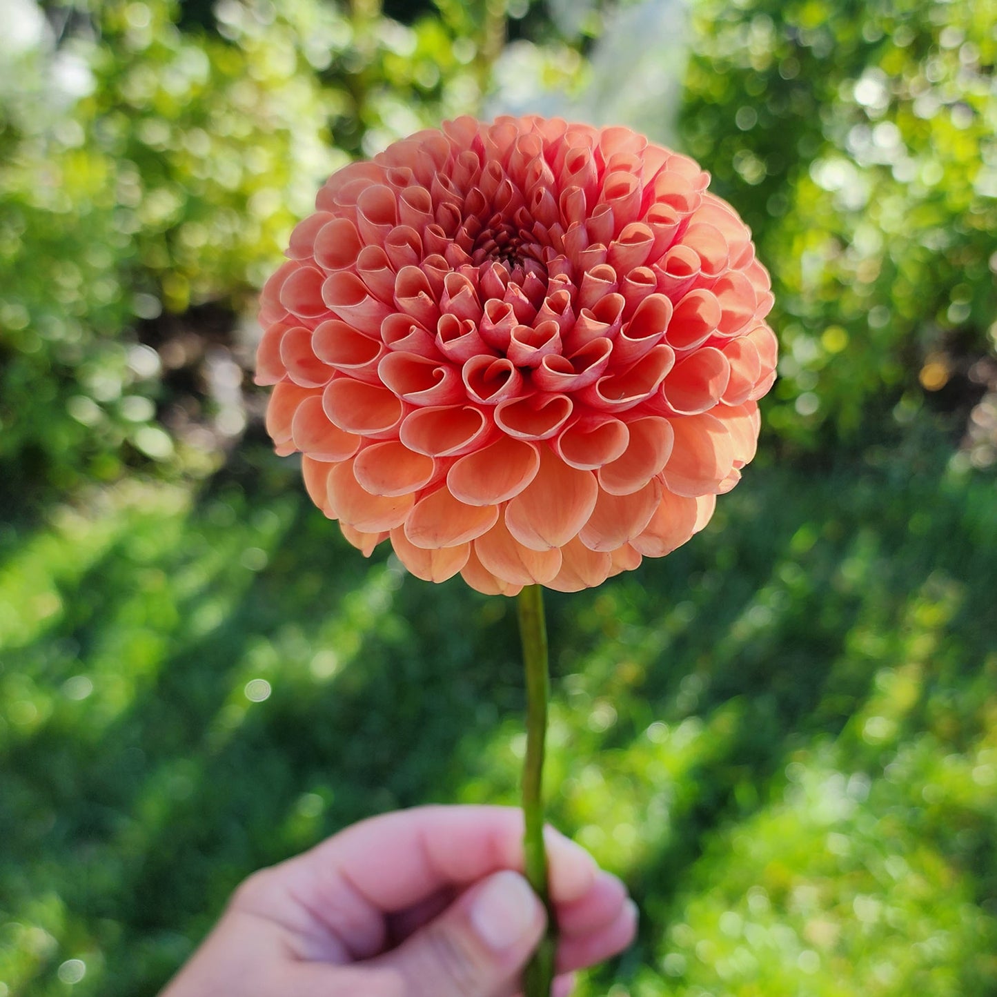 Dahlia Catalina?