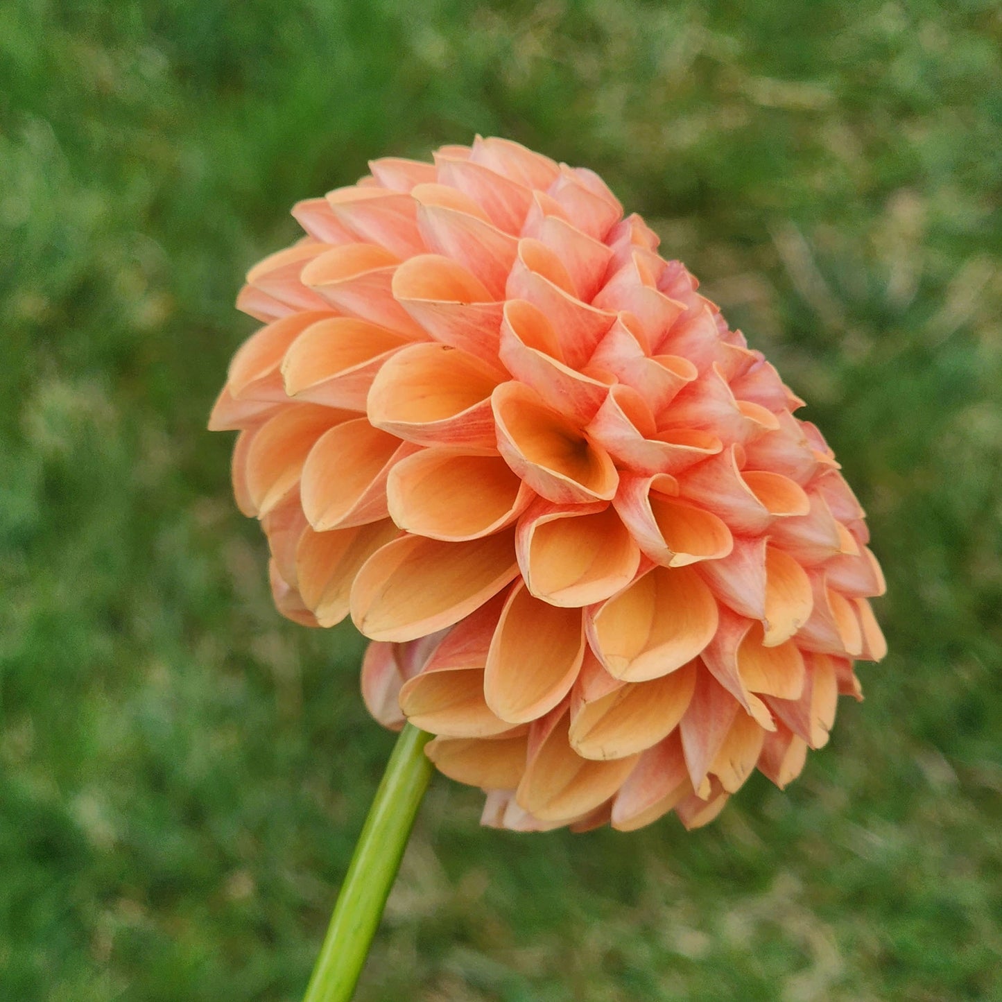 Dahlia Catalina?