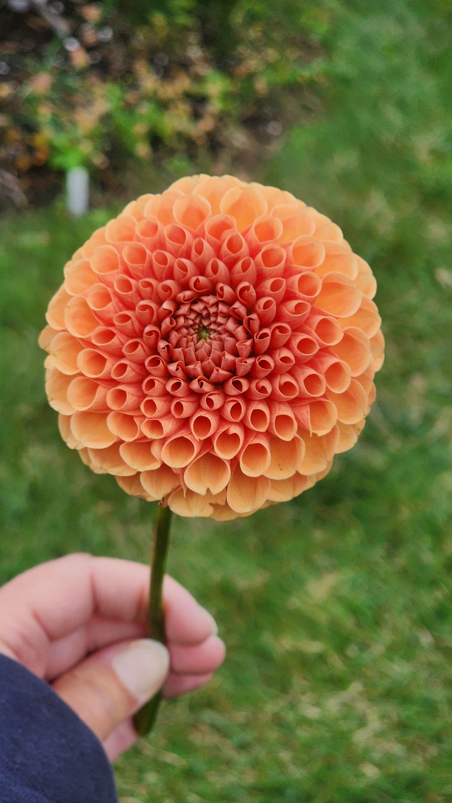 Dahlia Catalina?