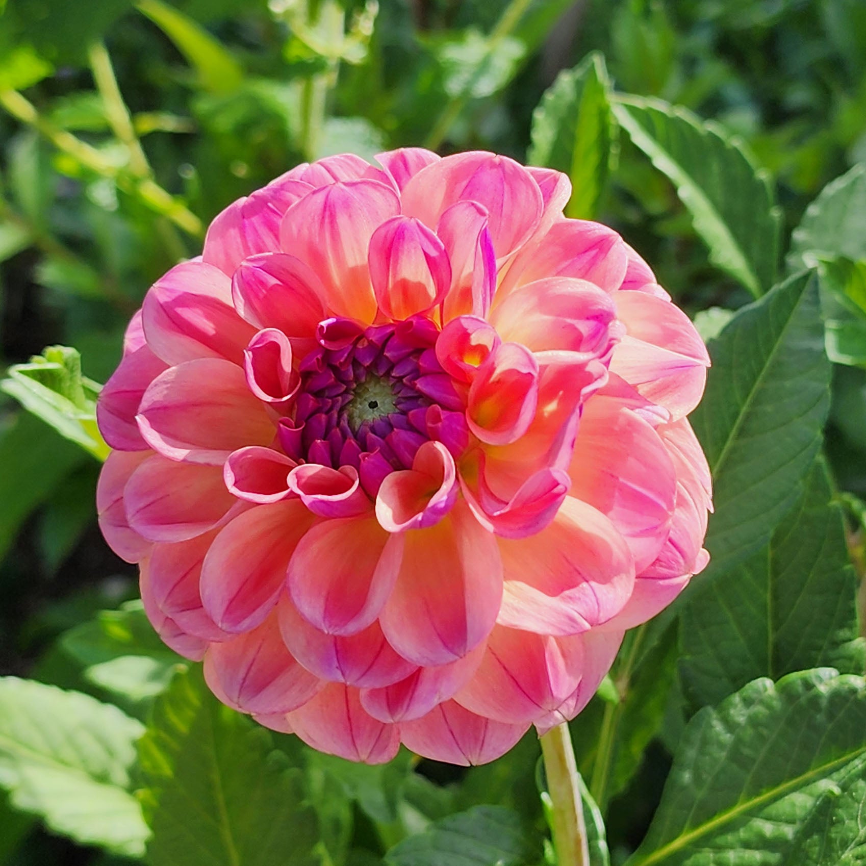 Chewy dahlia tubers Canada Jamais Sans Mes Fleurs