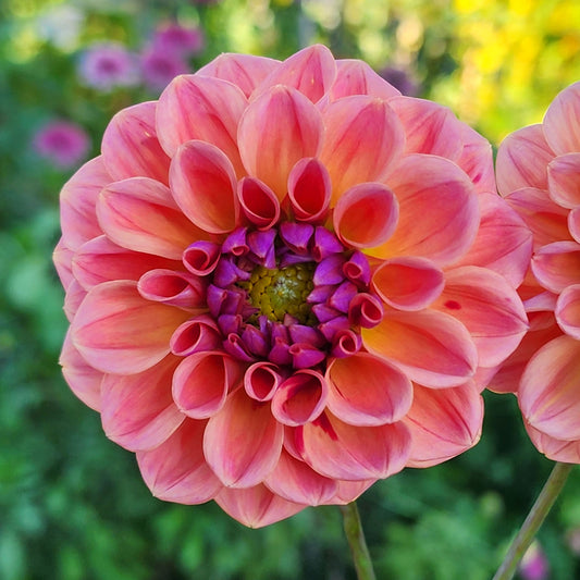 Chewy dahlia tubers Canada Jamais Sans Mes Fleurs