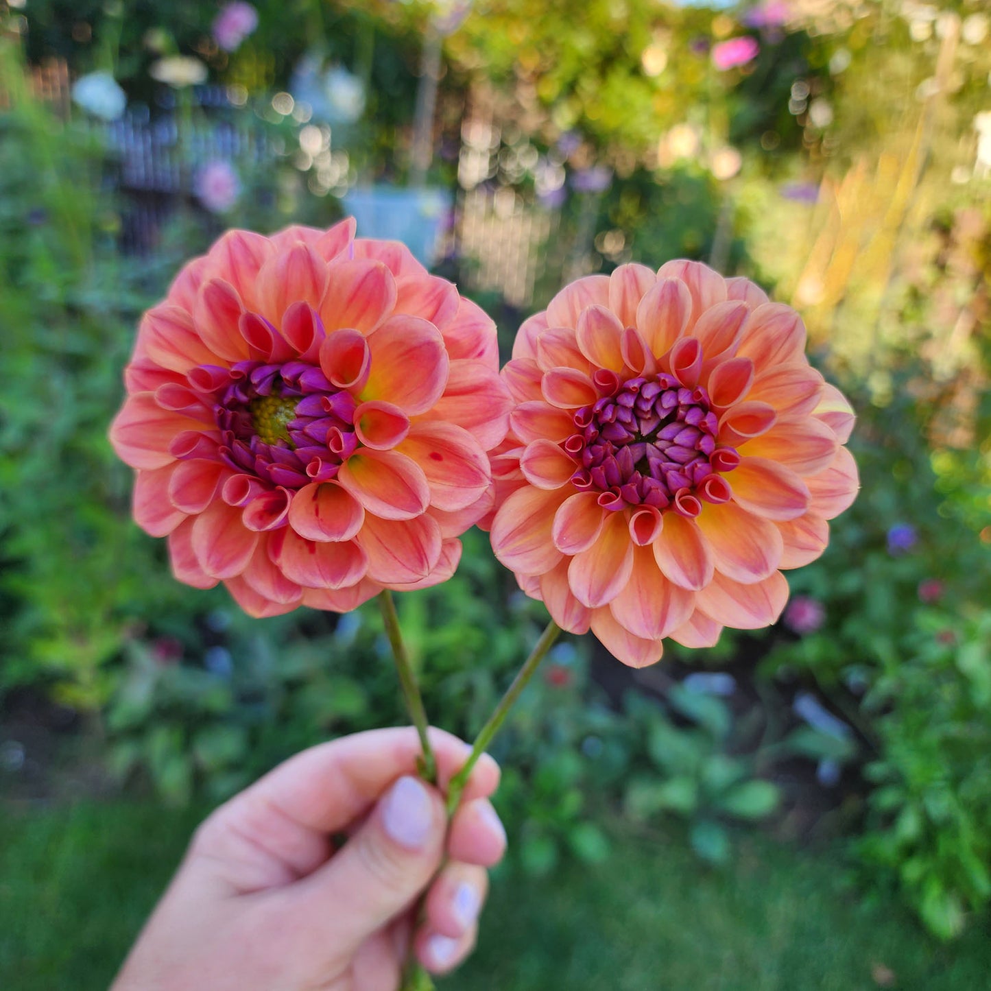 Chewy dahlia tubers Canada Jamais Sans Mes Fleurs