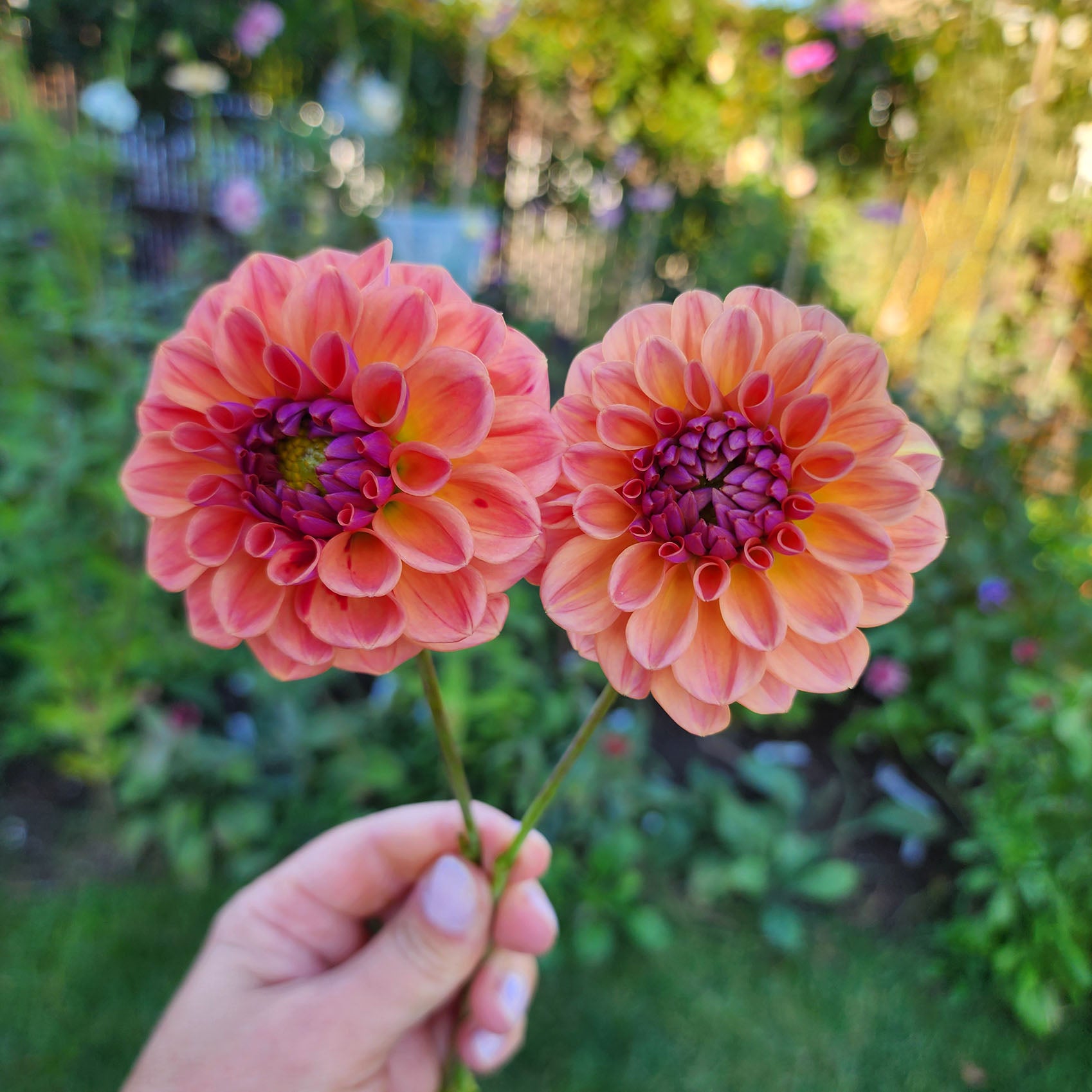 Chewy dahlia tubers Canada Jamais Sans Mes Fleurs
