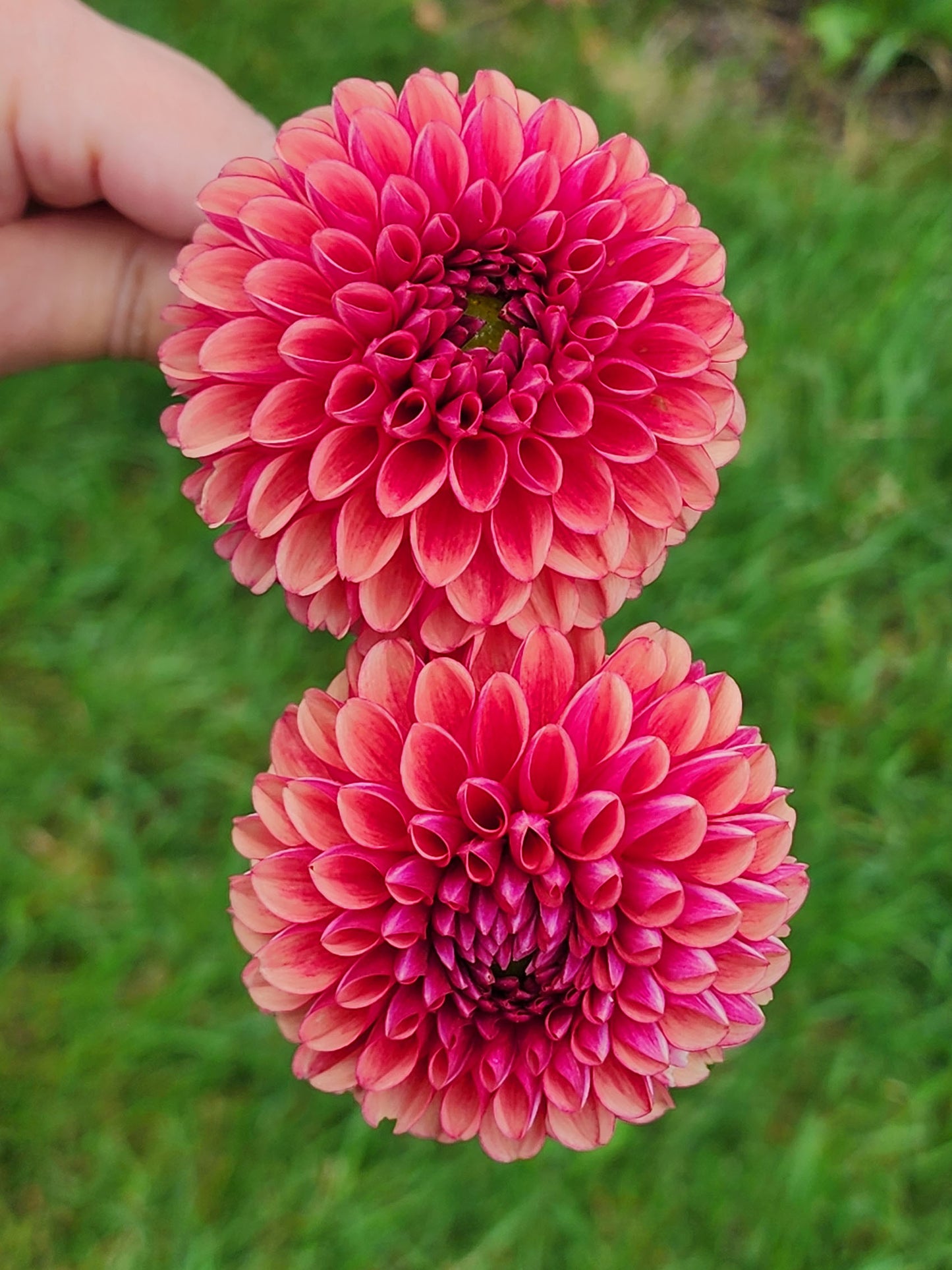 Dahlia Copper Boy - LIMIT 1 (tuber)