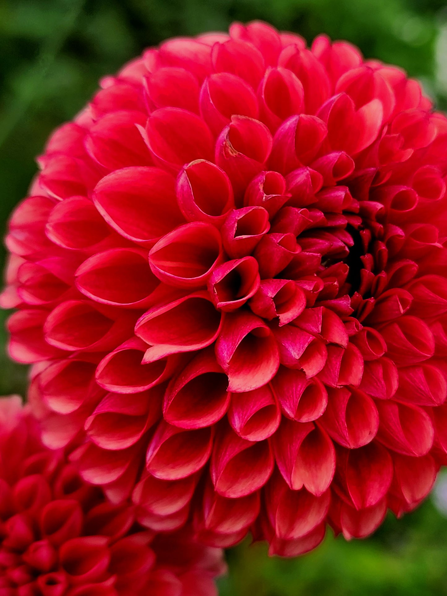 Dahlia Copper Boy - LIMIT 1 (tuber)