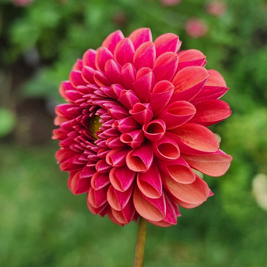 Dahlia Copper Boy - LIMIT 1 (tuber)