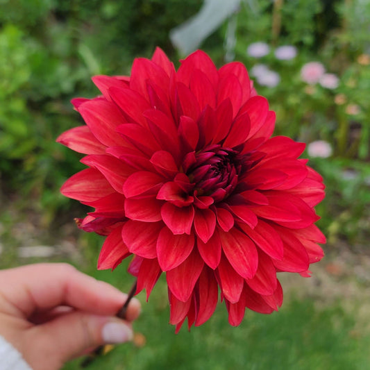 Danique dahlia tuber Canada