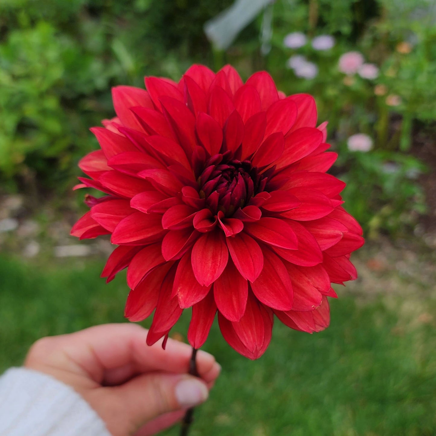 Dahlia Danique