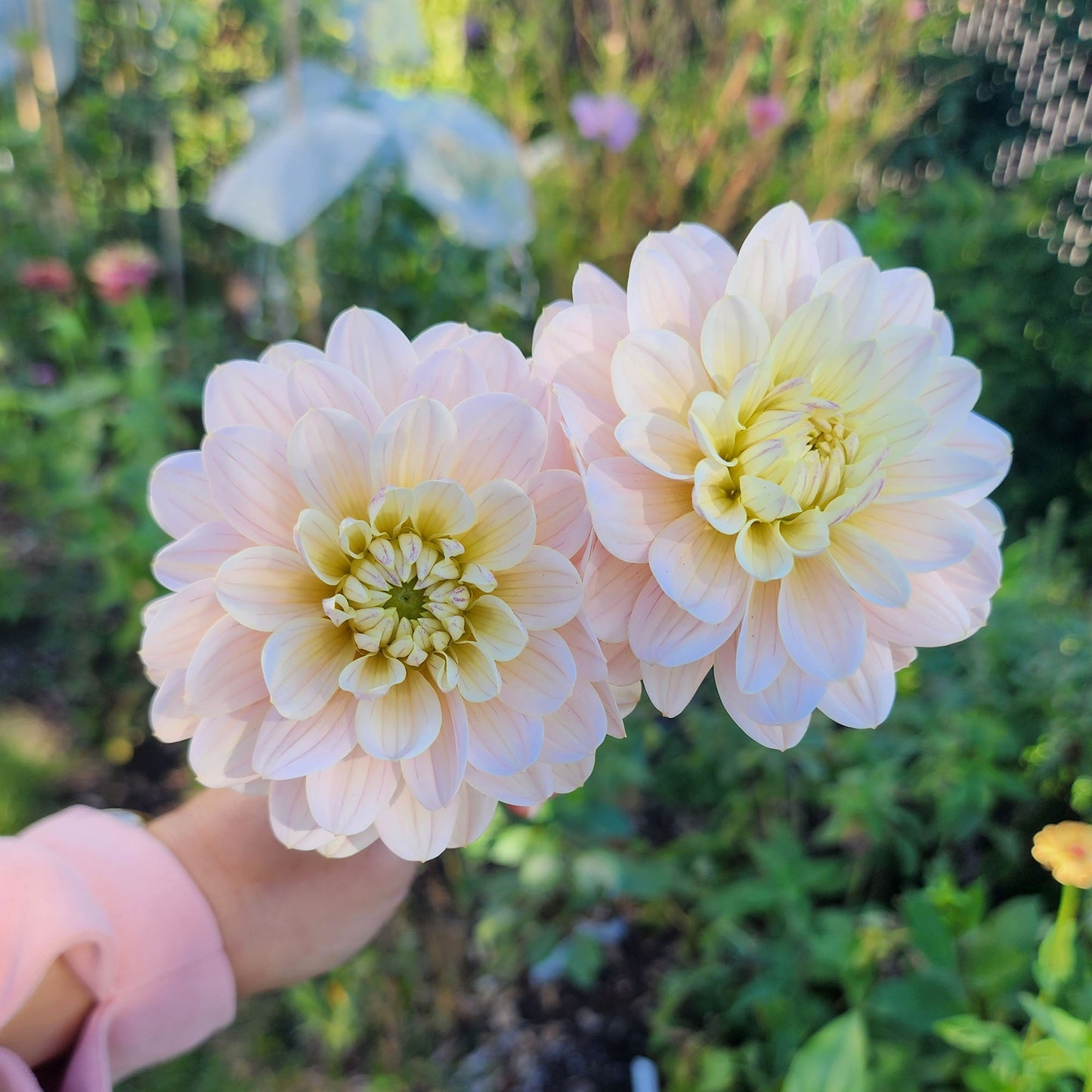Dahlia Diana's Memory - LIMIT ONE (tuber)