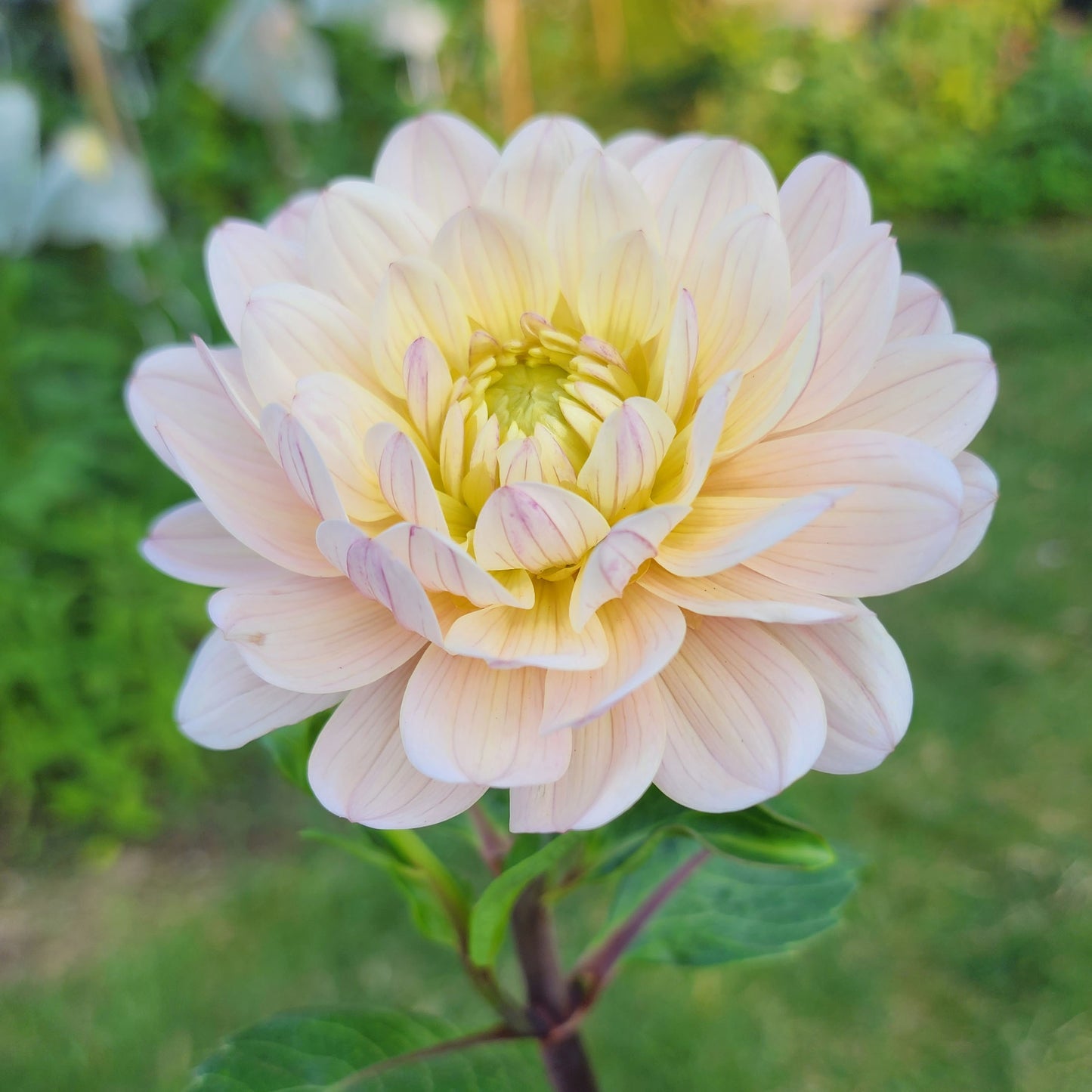 Dahlia Diana's Memory - LIMIT ONE (tuber)
