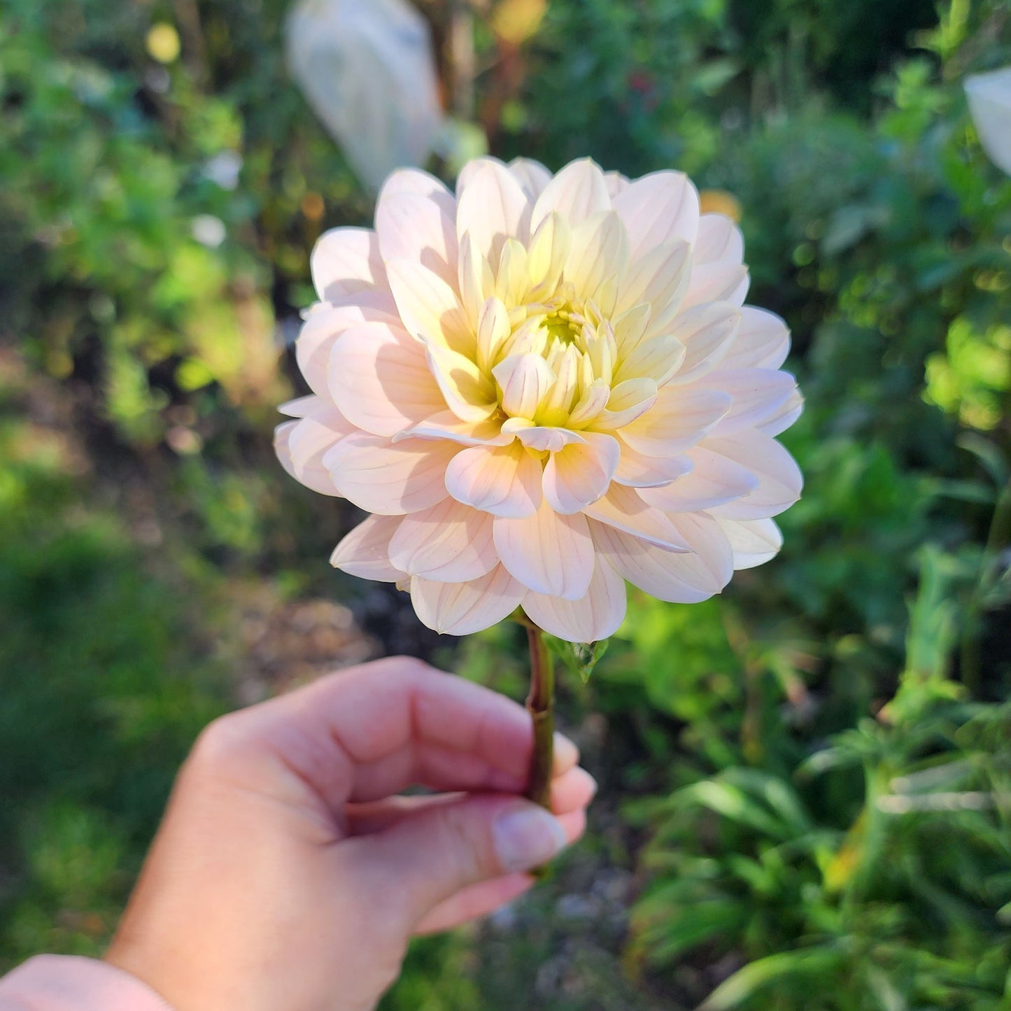 Dahlia Diana's Memory - LIMIT ONE (tuber)