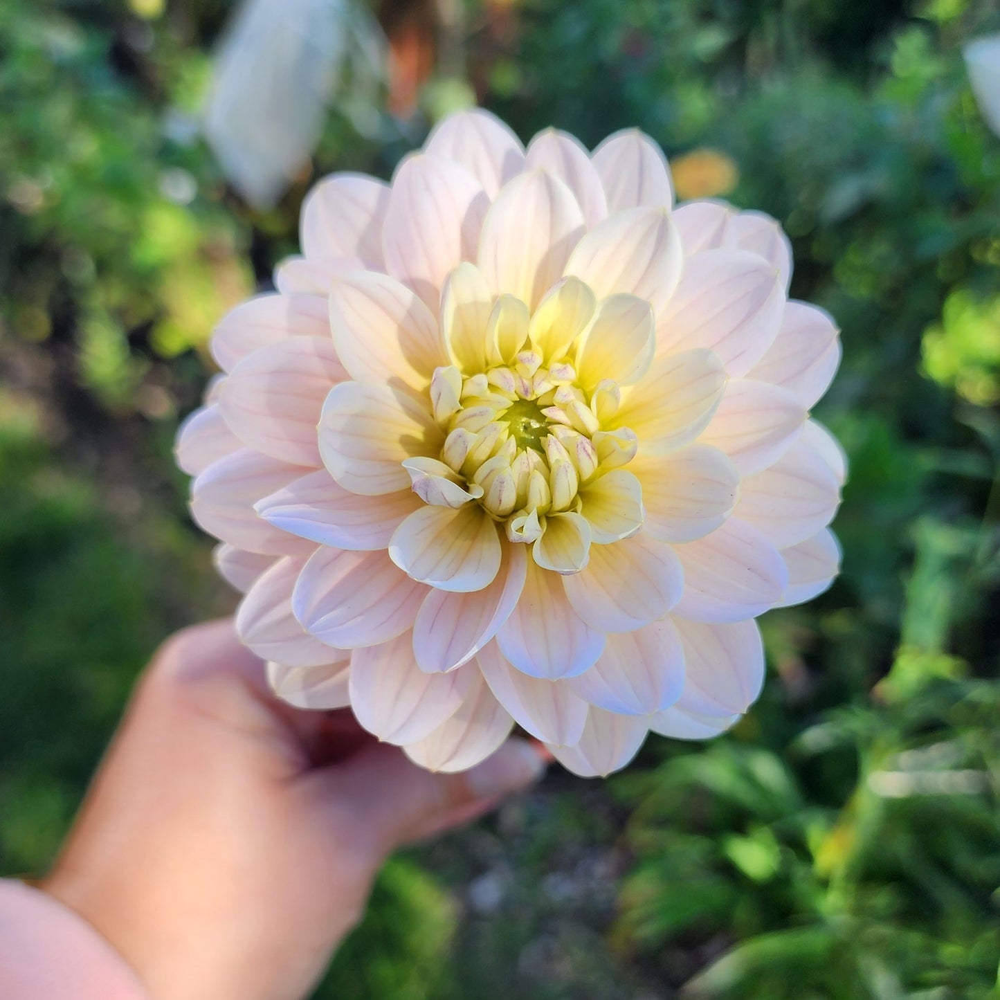 Dahlia Diana's Memory - LIMIT ONE (tuber)