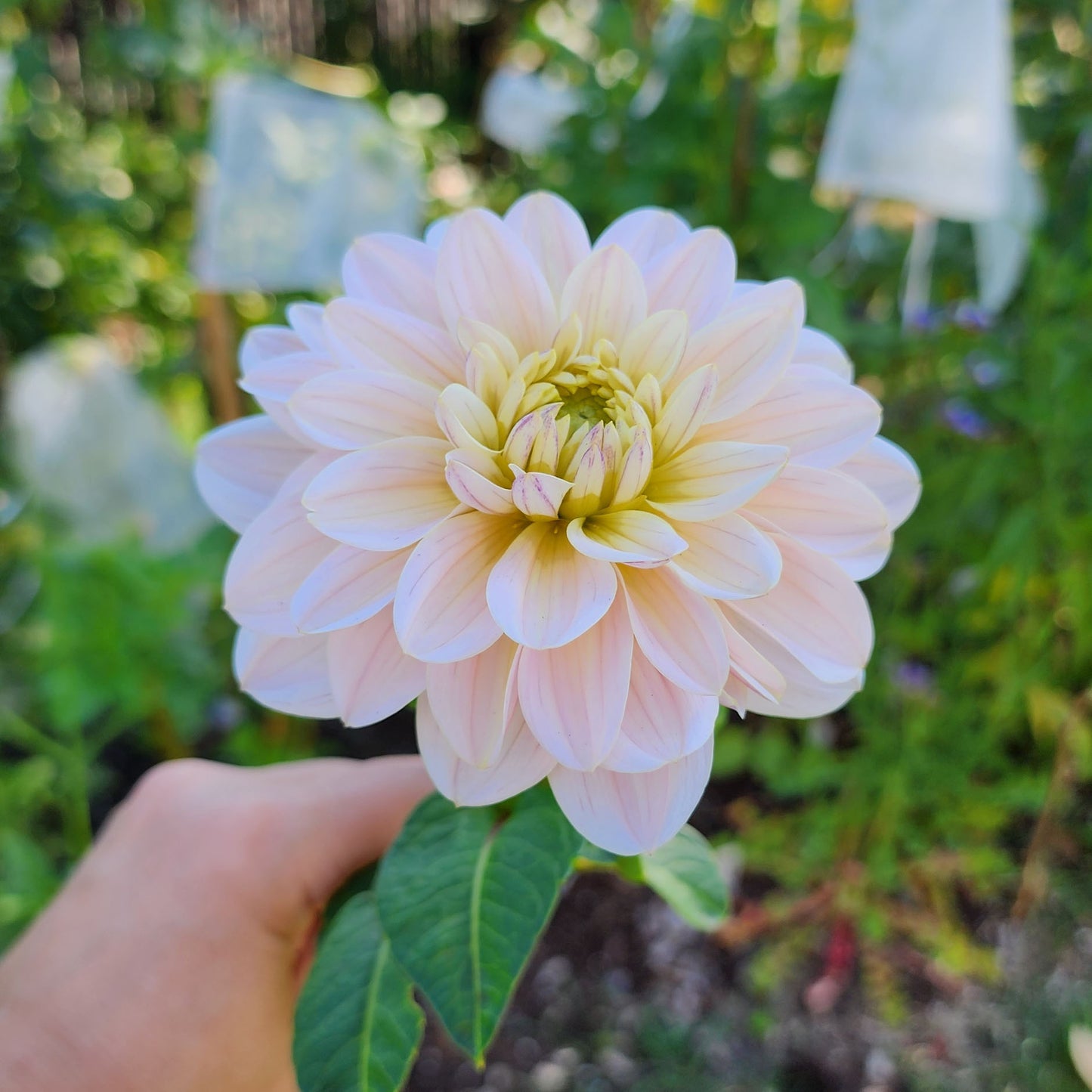 Dahlia Diana's Memory - LIMIT ONE (tuber)