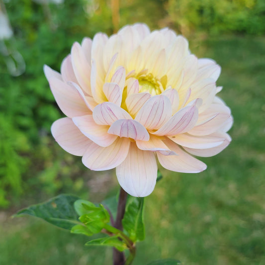 Diana's Memory dahlia Canada