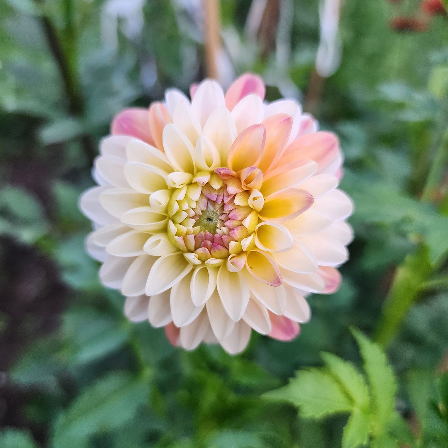 Double Jill Dahlia tuber Jamais Sans Mes Fleurs